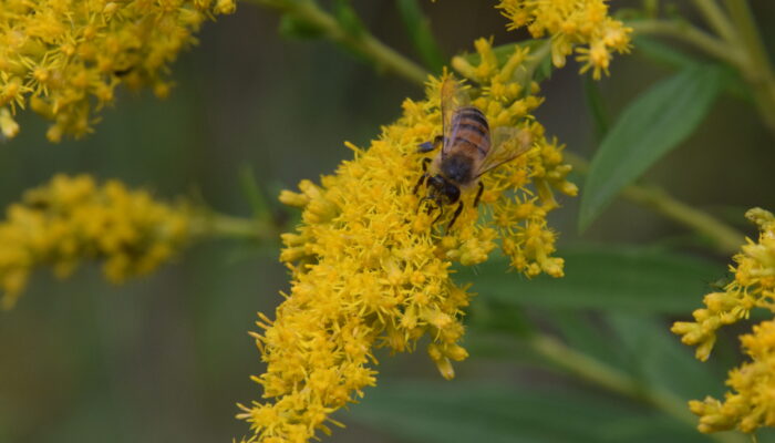 Bee on goldenrod