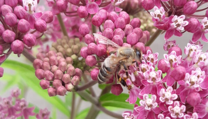 Bee on milkweed