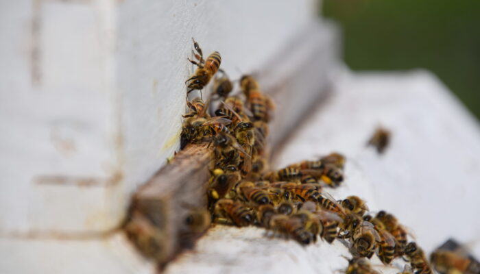 Hive entrance