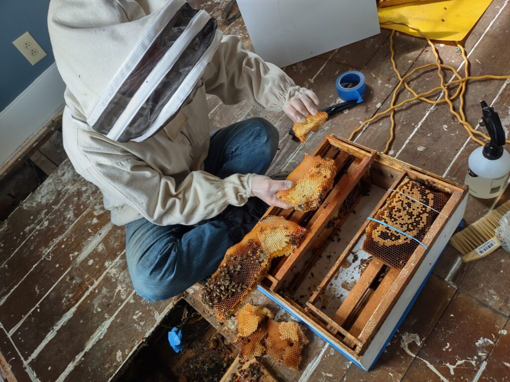 Hive removal from a building